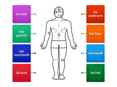 Het lichaam