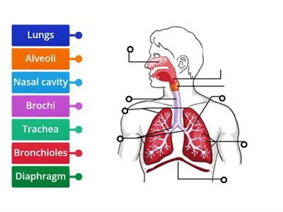 S8Label The Respiratory System!!