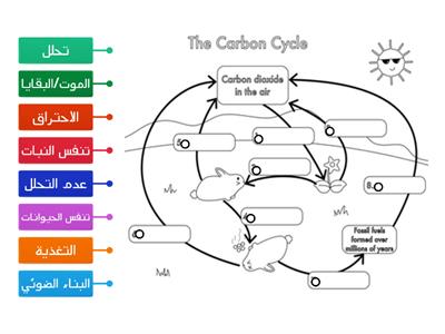 دورة الكربون في الطبيعة
