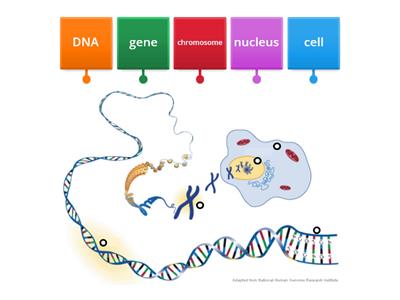 Labeling Genetics Cells to Gene