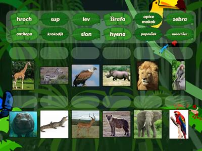Zvířata  na Safari