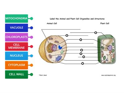 PLANT AND ANIMAL CELLS DIAGRAM