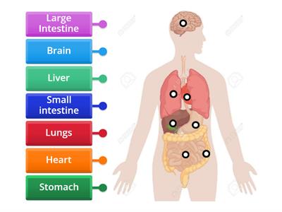 Human system organs