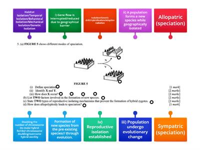 Modes of speciation 