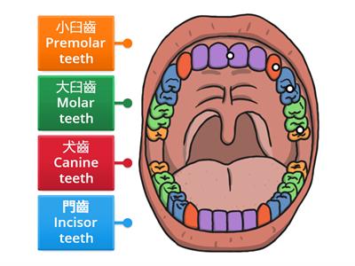 牙齒類型 Types of Teeth