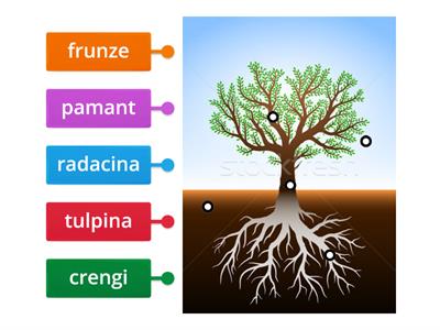 Alcatuirea unui copac