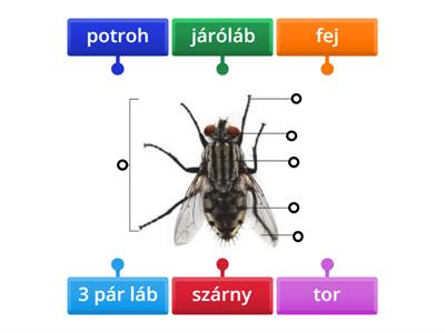 A rovarok testfelépítése