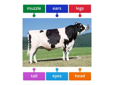 lable the cow