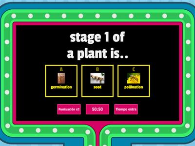 Plants life cycle