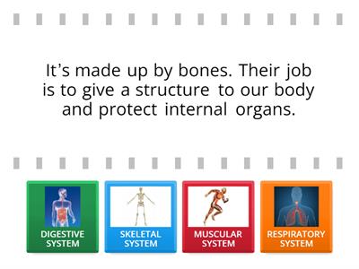 SYSTEMS IN THE HUMAN BODY 3