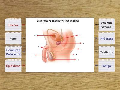 Aparato Reproductor Masculino