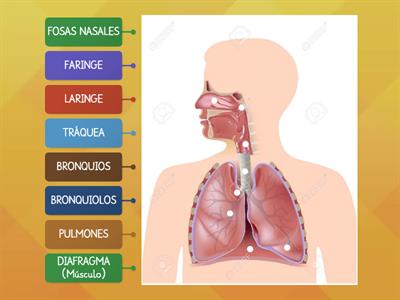 SISTEMA RESPIRATORIO