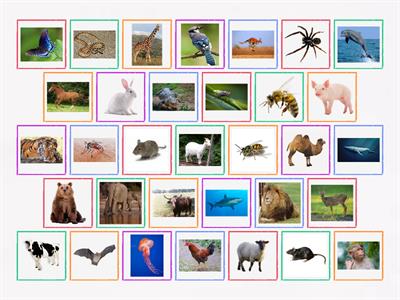 English File PI 9A animals