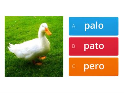 leccion pato