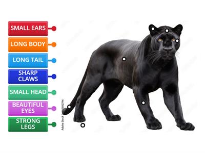 PANTHER body parts