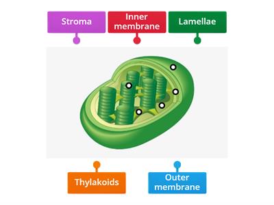 Chloroplast Structure 