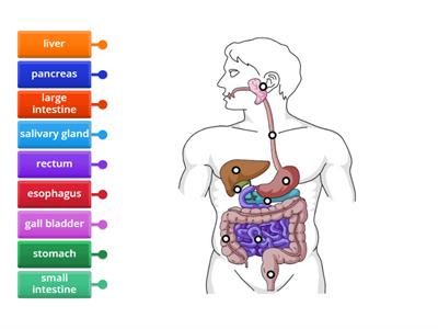 digestive system quiz