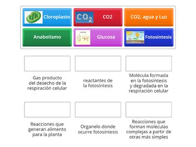 Fotosíntesis y respiración celular