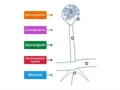 Rhizopus morphology