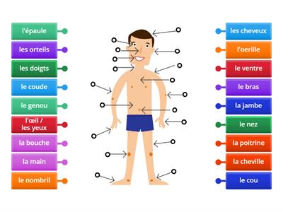 10 (6.1) Les parties du corps