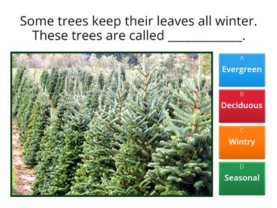 Deciduous or evergreen KS2 Quiz