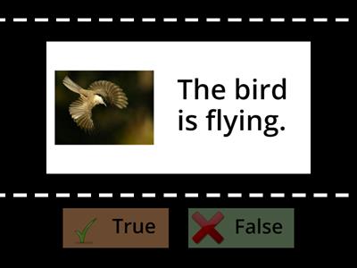 Present continuous + True/false