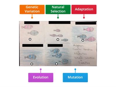 Evolution Labelled Diagram