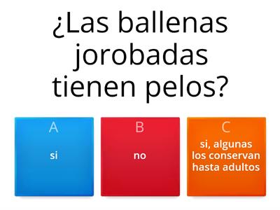 ballenas jorobadas