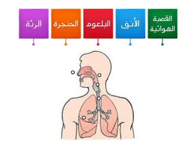  الجهاز التنفسي 