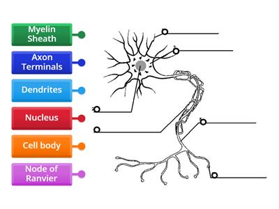 Structure of a Typical Neuron 