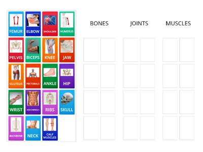 UNIT 1 REVISION: BONES, JOINTS AND MUSCLES