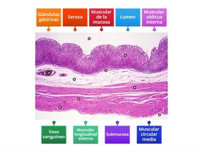 Sistema digestivo Estómago