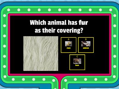 Animals Body Coverings