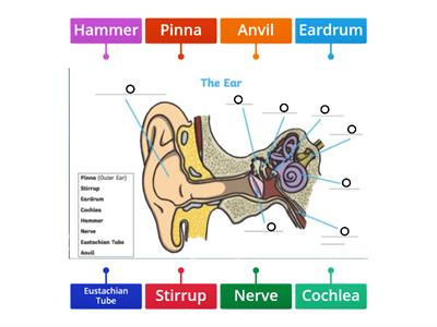 Label the ear 