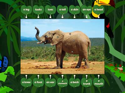 Animal body parts (an elephant)