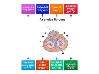 Anulus fibrosus részei
