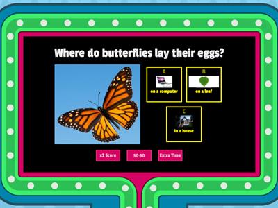 Butterfly Life Cycle quiz