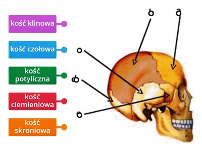 szkielet osiowy - mózgoczaszka