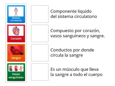 Sistema Circulatorio