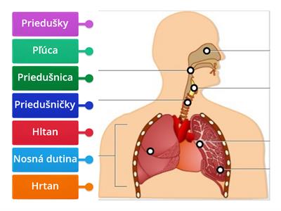 Dýchacia sústava