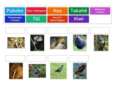 NZ Native Birds