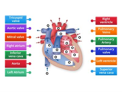 The structure of the heart 