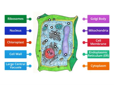 Basic Plant Cell Labeling