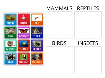 Mammals, birds, reptiles and insects