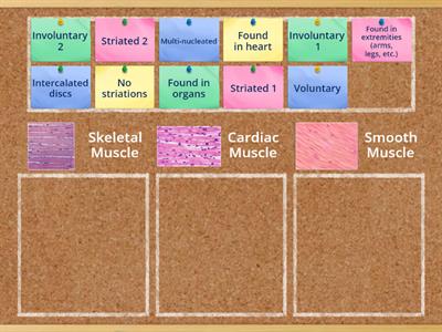 Muscle Characteristics