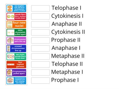 Meiosis Identification