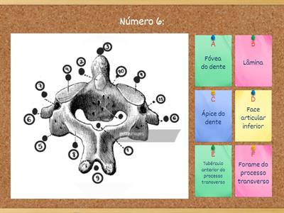 Anatomia do ÁXIS II