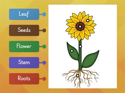 Label the Parts of a Plant