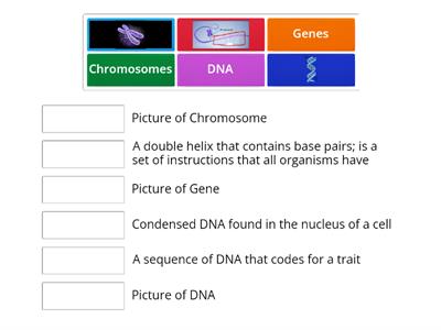  DNA/Genes/Chromosomes