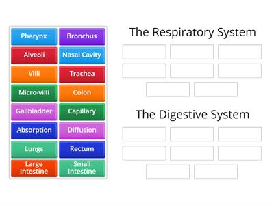 Group Sort - The Respiratory & Digestive System